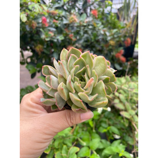 Sen đá size bầu