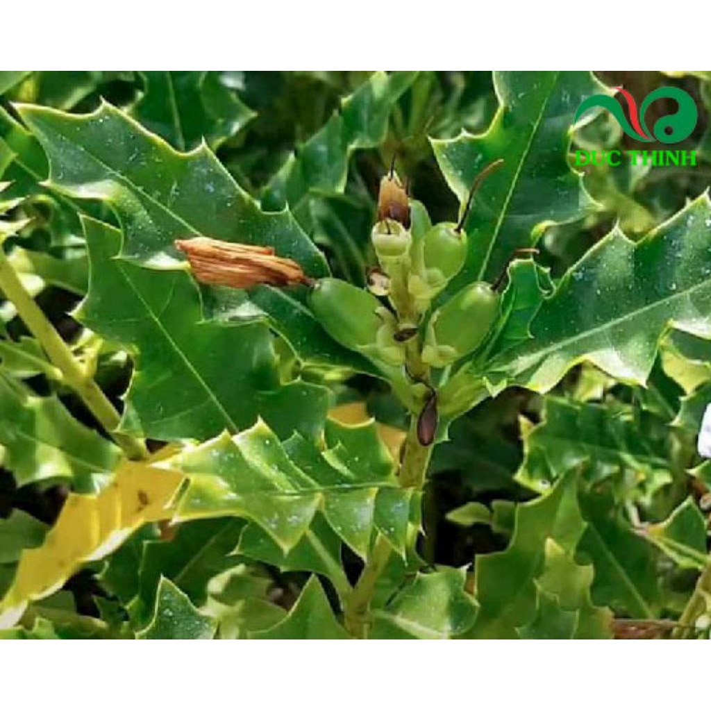 Cây Ô Rô Tươi Nhổ Kèm Rễ 1kg Dùng Decor Hỗ Trợ Sức Khỏe