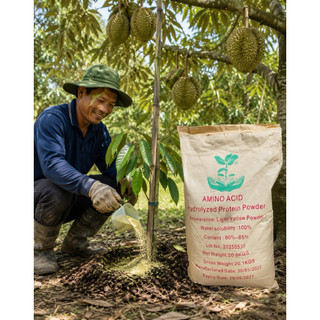10kg amino 80% chiết