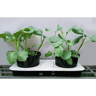 Hạt giống cải rổ chịu nhiệt Phú Nông Bịch 10g