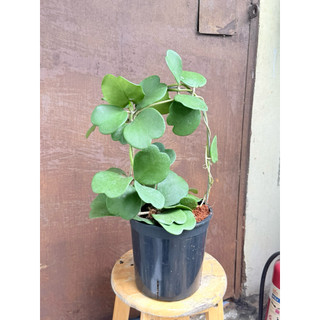 Cây Lan Cẩm Cù Lá Tim (Hoya Kerrii )