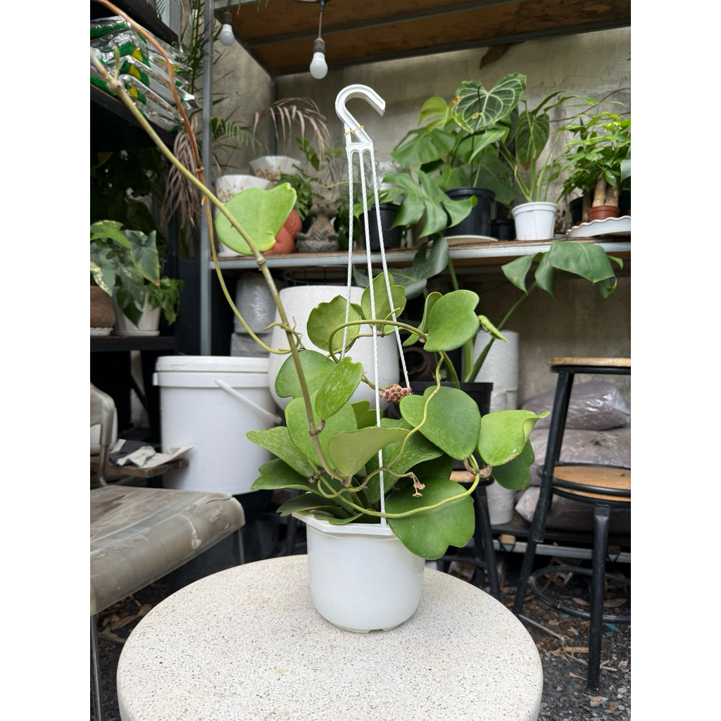 Cây Lan Cẩm Cù Lá Tim (Hoya Kerrii )