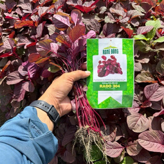 Hạt Giống Rau Dền Đỏ Gỗ (RD304) 20gr