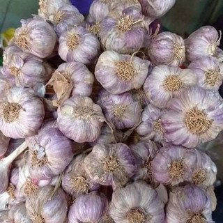 1kg Tỏi ta, tỏi Hải Dương [ 100% GIÀ ] thơm, ngon, cay nồng