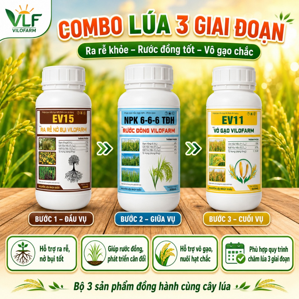 Combo Lúa 3 Giai Đoạn VILOFARM Bộ 3 Chai 500ml (EV15 Ra Rễ + NPK 6-6-6 Rước Đòng + EV11 Vô Gạo) - Ra