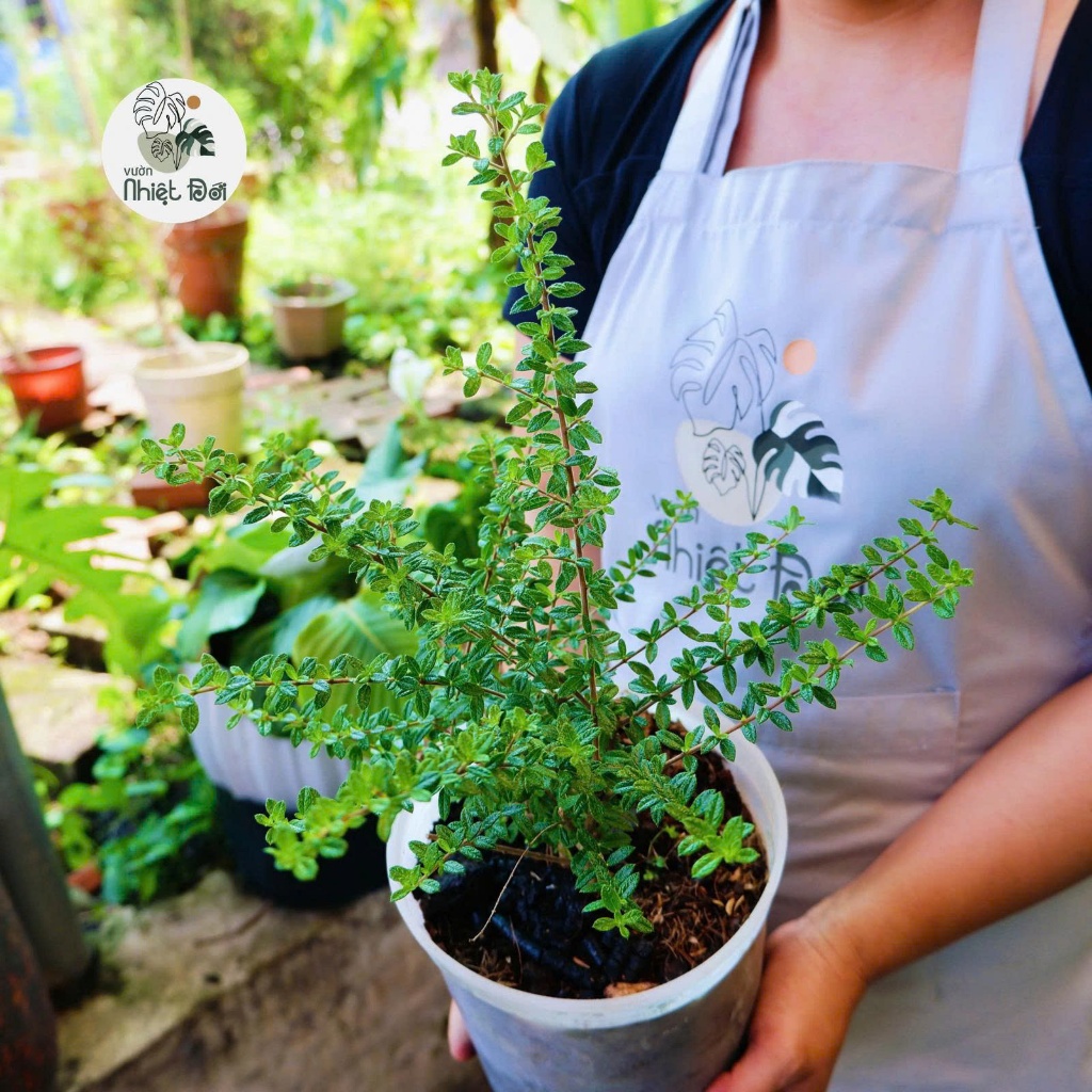 Cây Hàm hương thơm mùi nước hoa tự nhiên - trang trí bánh, a9n được, làm tinh dầu, thơm nhà