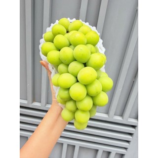 [ HỎA TỐC ] NHO sữa hộp lun chùm giá tốt ngọt thơm lắm ạ giá bán không lợi nhuận