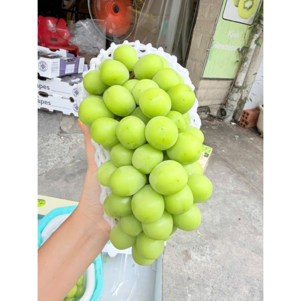 [ HỎA TỐC ] NHO sữa hộp lun chùm giá tốt ngọt thơm lắm ạ giá bán không lợi nhuận