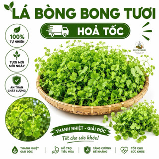 1kg Dây Bòng Bong tươi, Hải Kim Sa mọc dại tự nhiên giao hoả tốc.