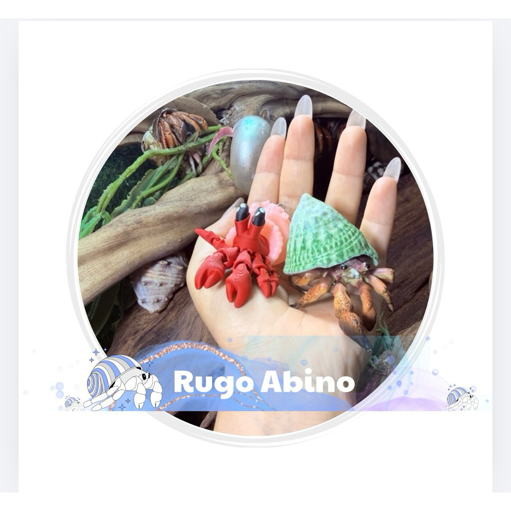 Phụ Kiện Vỏ Ốc Rugo Abino Trang Trí Hồ Kính