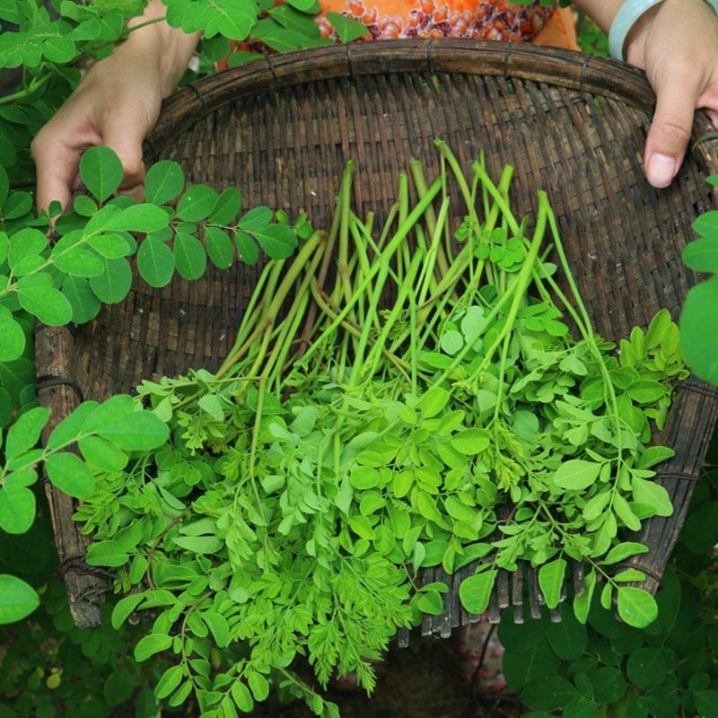 Hạt  Cây trúc quan âm -bonsai moringa tree-5viên