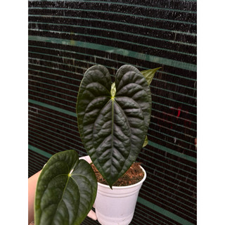 (MINI 🍃) Anthurium Luxurians Hybrid mini size 3-5cm