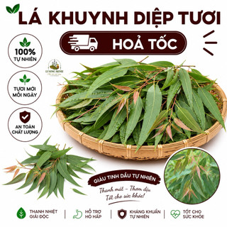 1Kg lá Bạch Đàn Tươi, Lá Khuynh Diệp Tươi giao hoả tốc.