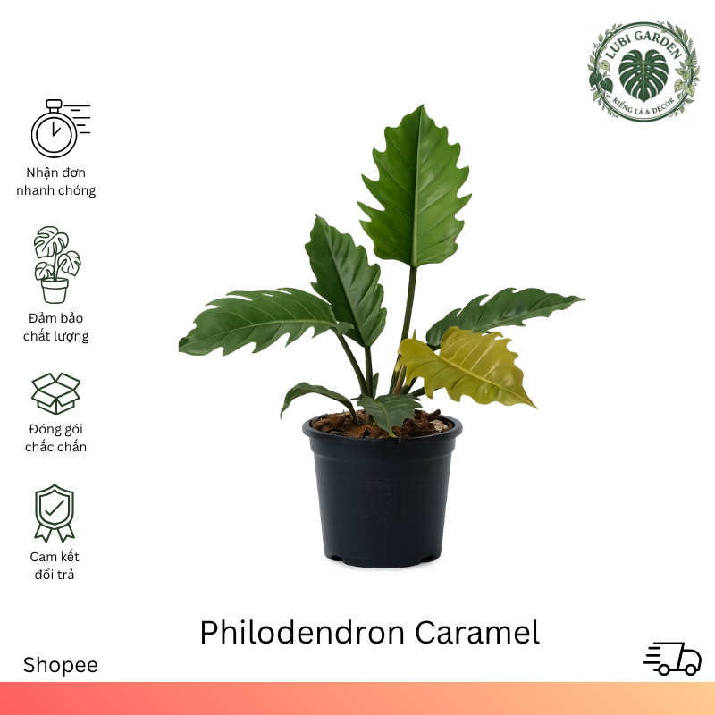Philodendron Caramel - Điểm Nhấn Lá Răng Cưa Nâu Đồng - Cây Decor Nhiệt Đới