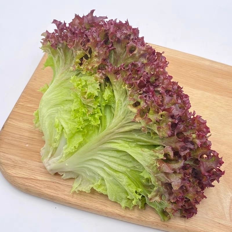 Hạt Giống Xà Lách Dễ Trồng-Red Lettuce Seeds-800Seeds