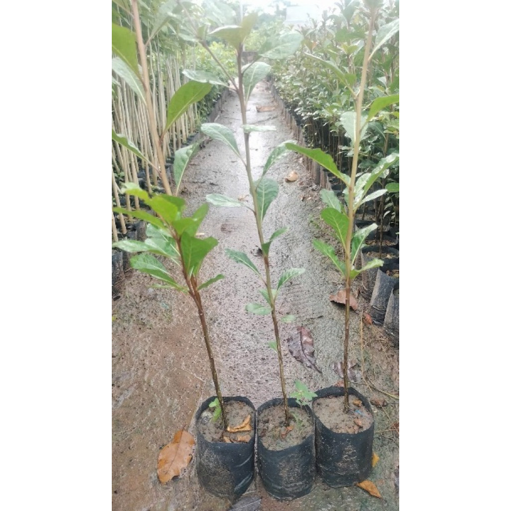 Combo 5 - 10 cây giống BÀNG ĐÀI LOAN ,cây BÀNG ĐÀI LOAN cây BÀNG LÁ NHỎ Cây cao 35-50cm, cây mập, kh