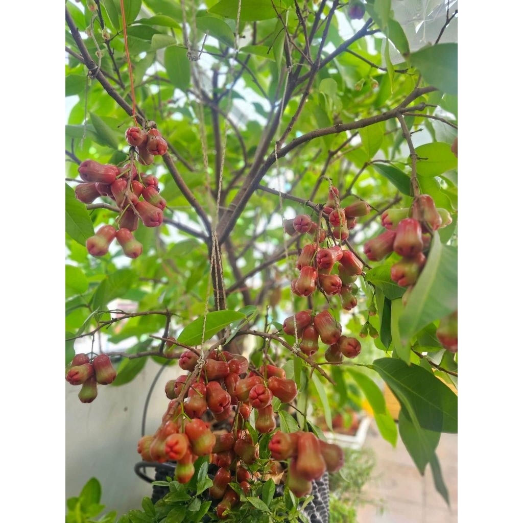 Cây 🌲 Mận An Phước...Roi đỏ cây  cao 1m6