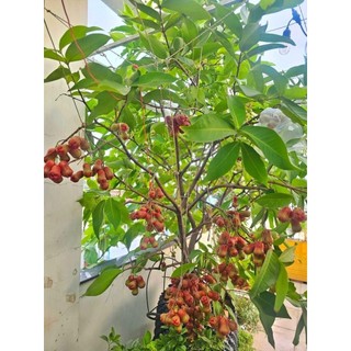 Cây 🌲 Mận An Phước...Roi đỏ cây  cao 1m6