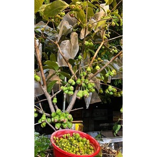 Cây 🌲 Mận An Phước...Roi đỏ cây  cao 1m6