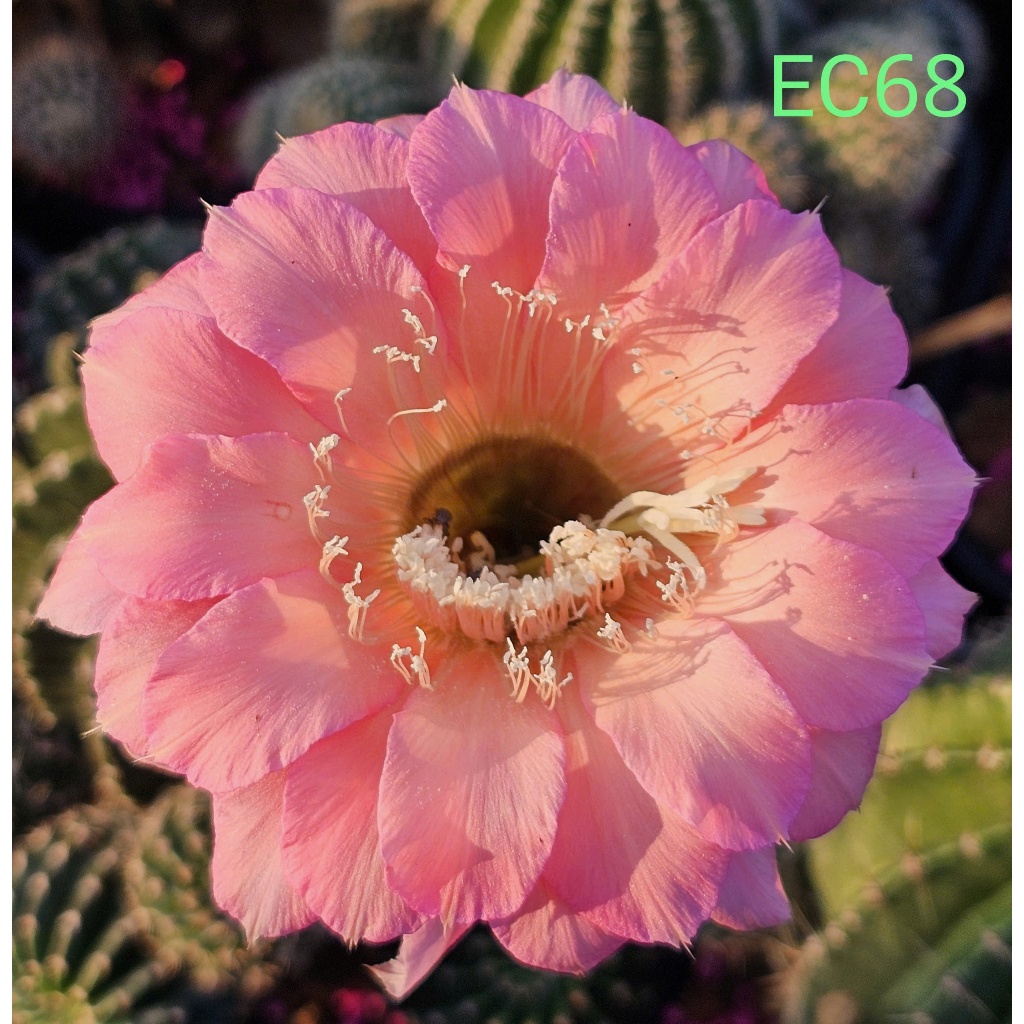 Xương rồng Echino size trung màu hoa như hình EC68