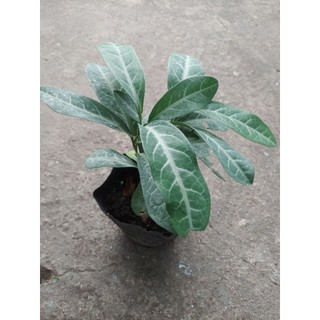 3 CHẬU CÂY LƯỠI NHÂN