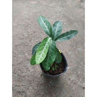 3 CHẬU CÂY LƯỠI NHÂN