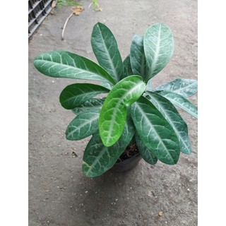 3 CHẬU CÂY LƯỠI NHÂN