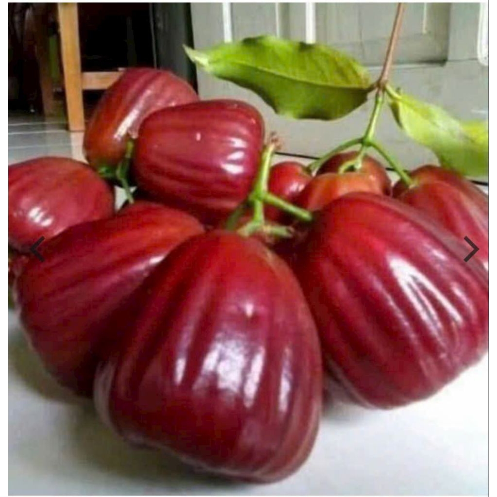 cây giống Mận hồng ST, Dalhari, mận An Phước