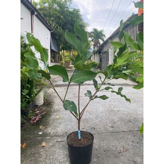 cây giống Mận hồng ST, Dalhari, mận An Phước