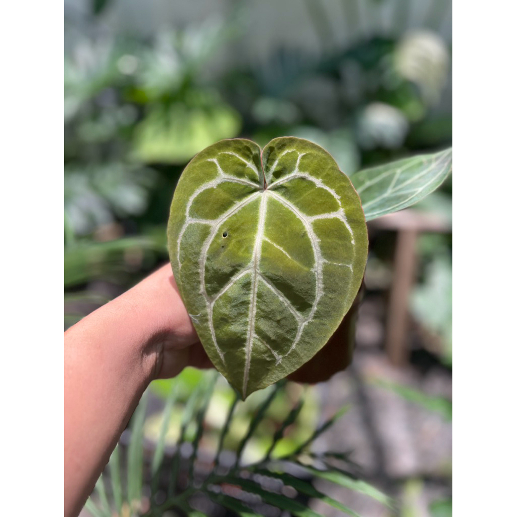 anthurium red crystal x mz