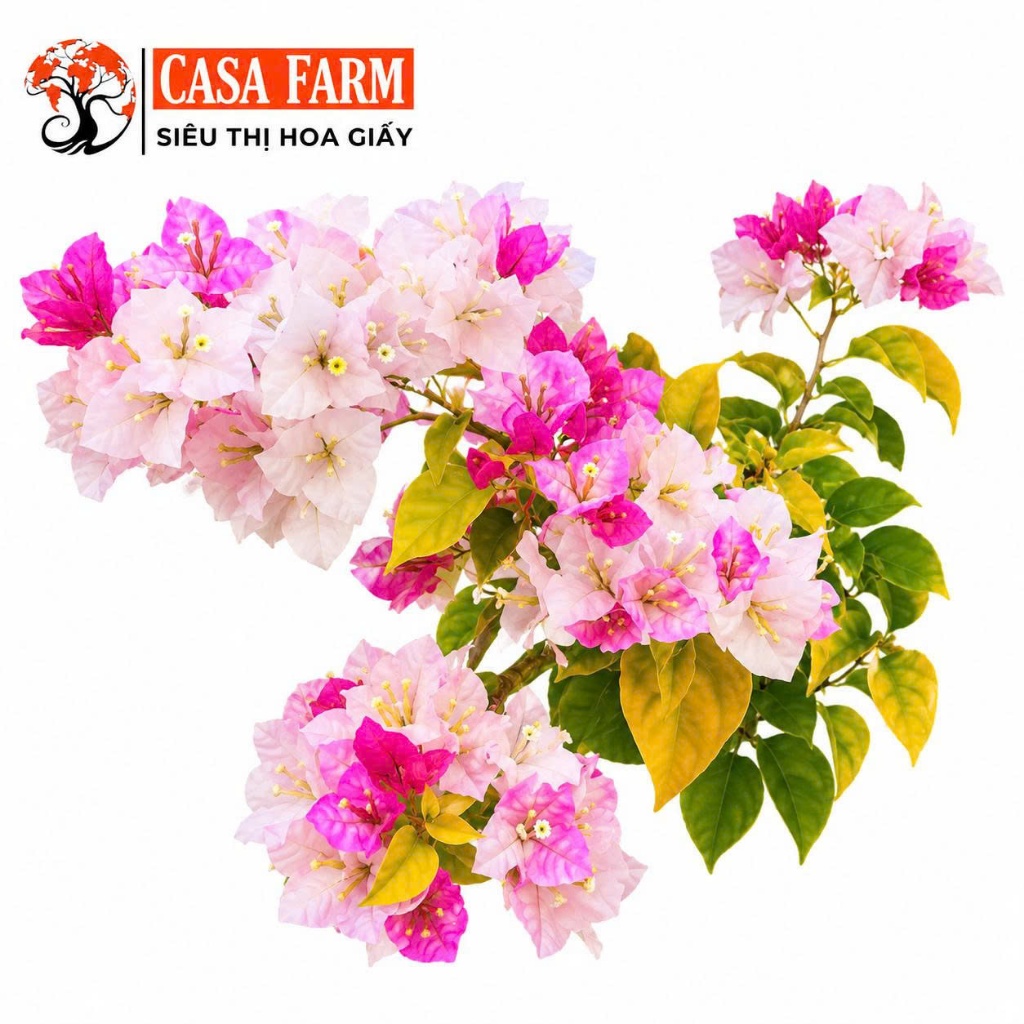 [CSF] Cây Giống Hoa Giấy Cereamilk - M[CSF] Cây Giống Hoa Giấy Cereamilk - Màu Sắc Ngọt - Bộ Rễ Khỏe
