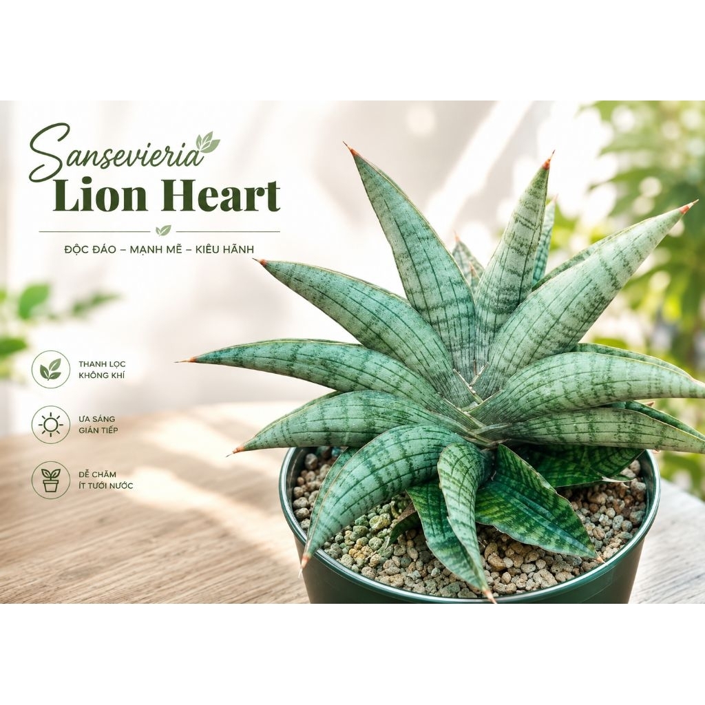 Sansevieria Lion Heart