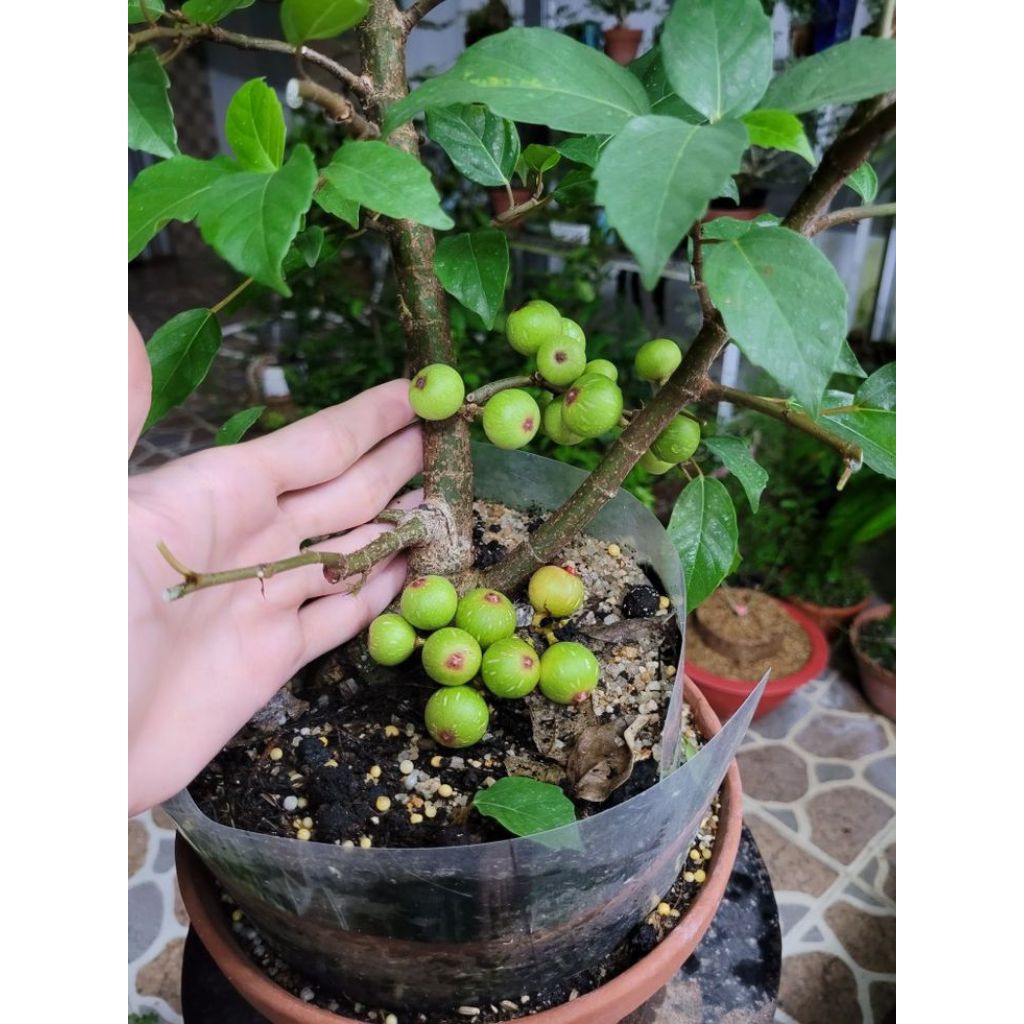 Chậu cây sung ăn quả - sung bonsai mini