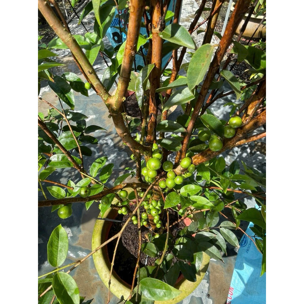 cây giống nho thân gỗ 12 vụ