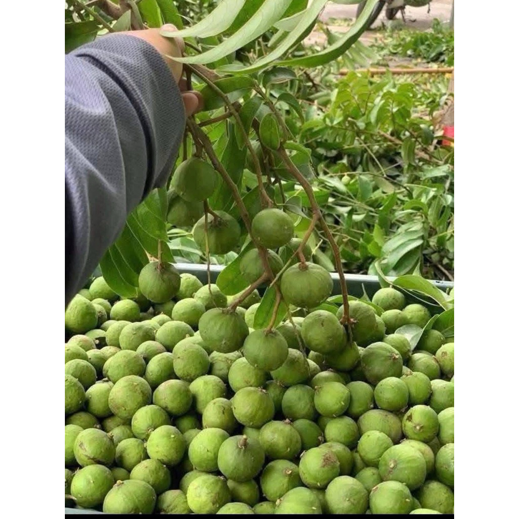 sấu xanh tại miền nam sấu tươi chưa gọt vỏ