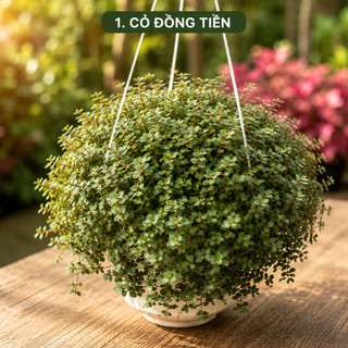 Cây tổ ong tóc xù tán xum tròn kèm chậu treo,thích hợp treo ban công sân vườn