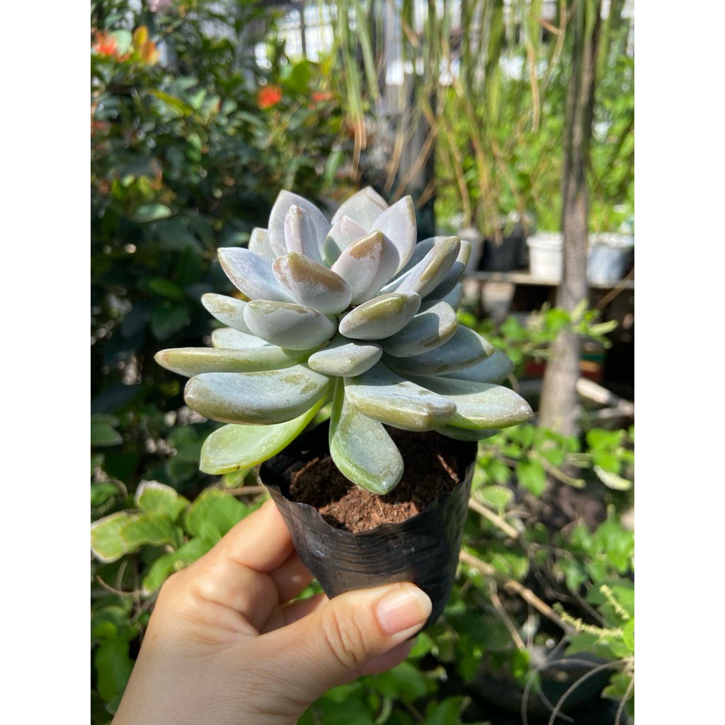 sen đá size bầu