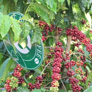 Cà Phê Rang Mộc D55 (50% Robusta+50% Arabica) Nguyên Chất Dùng Pha Máy, Pha Phin - Cà Phê Đức Anh