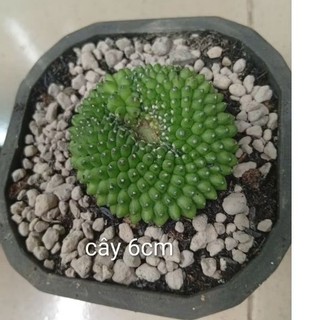 Xương rồng gym vân đẹp