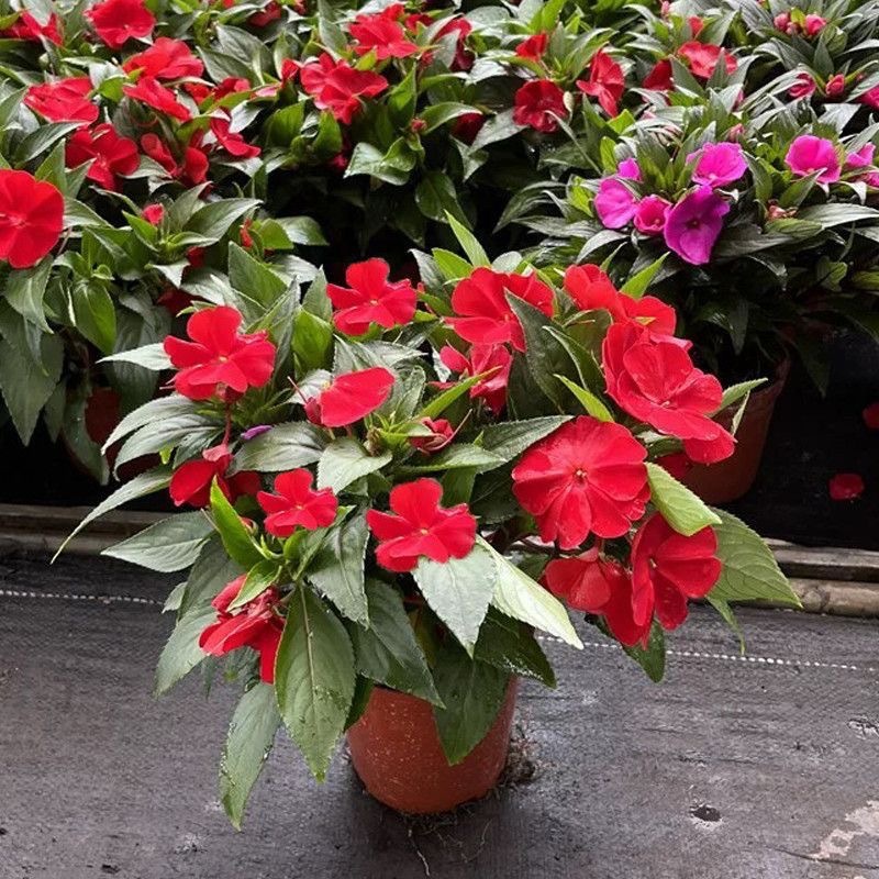 Nhiều Màu Sắc Impatiens Hạt Giống Henna Hạt Ban Công Chậu Cây Dễ Trồng Camellia Impatiens Hạt Giống1