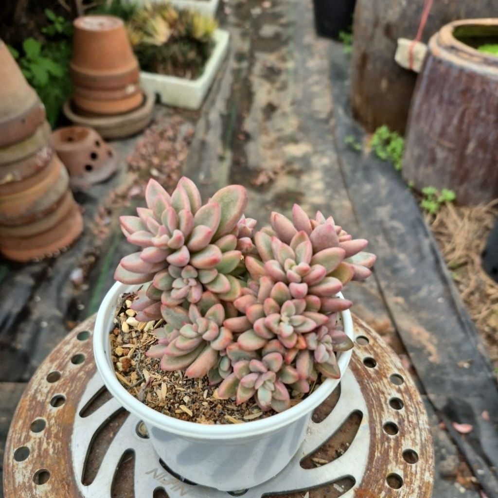 sen đá mai tím cổ thụ Đà Lạt