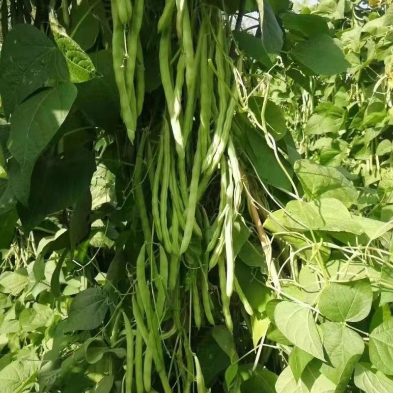 Đậu dây Hạt giống rau Hạt đậu Pháp/Hạt giống rau BAGUIO BEANS（10 Hạt giống ）