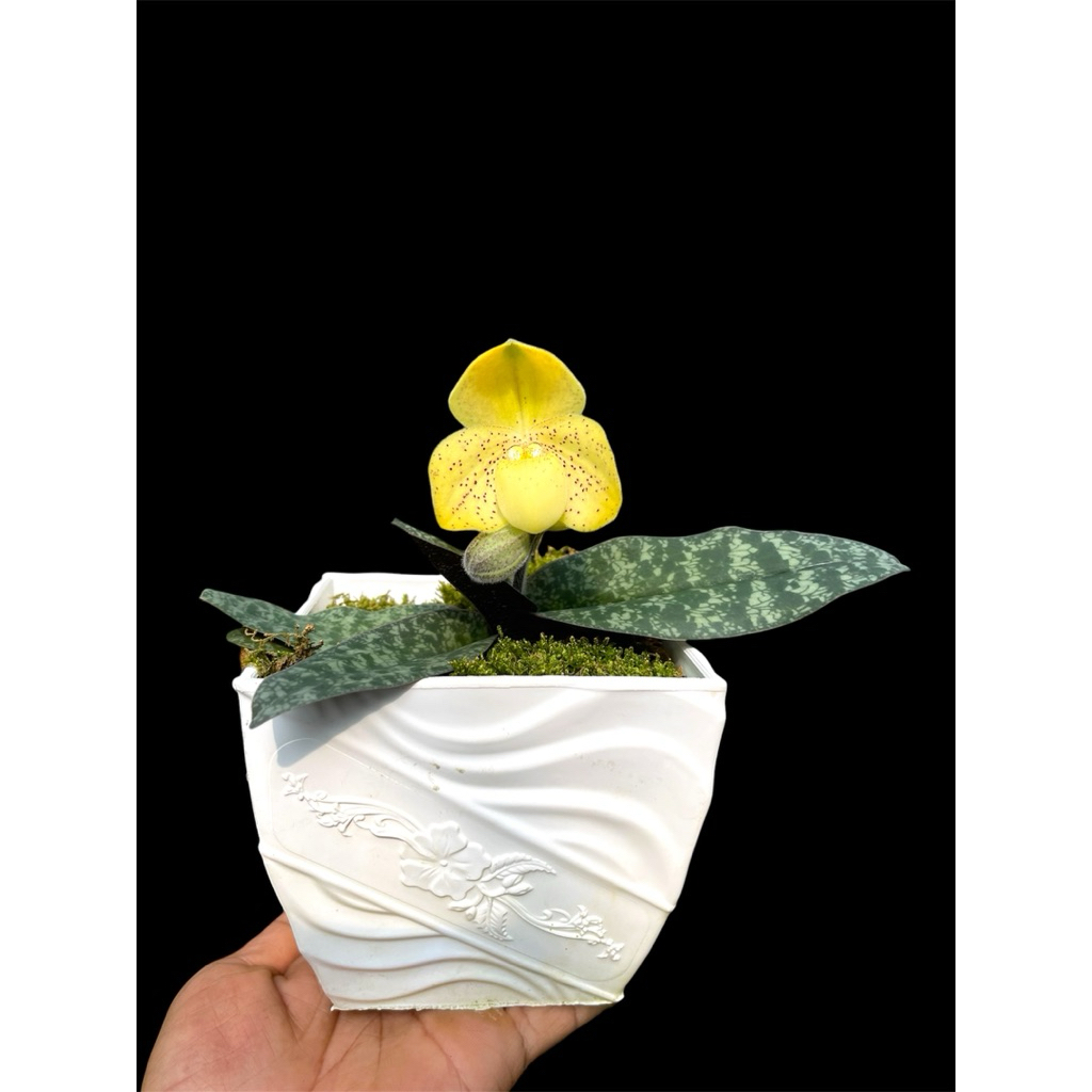 Lan hài gấm, chậu nhiều thân