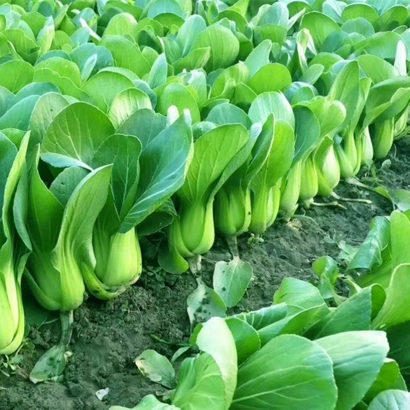 Hạt giống Pechay để bán Hạt giống rau Bok Choy Hạt giống để trồng cây rau Trung Quốc300 hạt giống