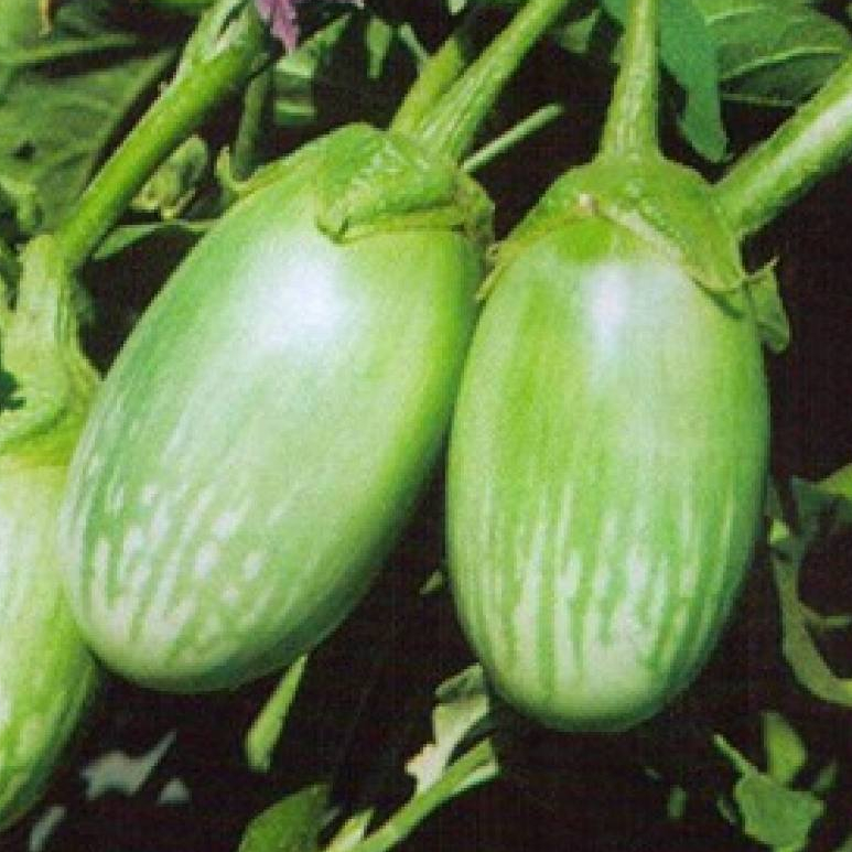 Hạt GIỐNG CÀ XANH DA ẾCH- Thai Eggplant Seeds-200 Seeds