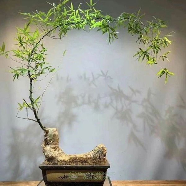 Tre bonsai nghệ thuật thành phẩm trang trí bàn trà