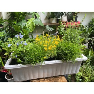 Chậu mix “Góc vườn mùa hạ” với Cúc sao băng- Thanh Xà- Cỏ Mây