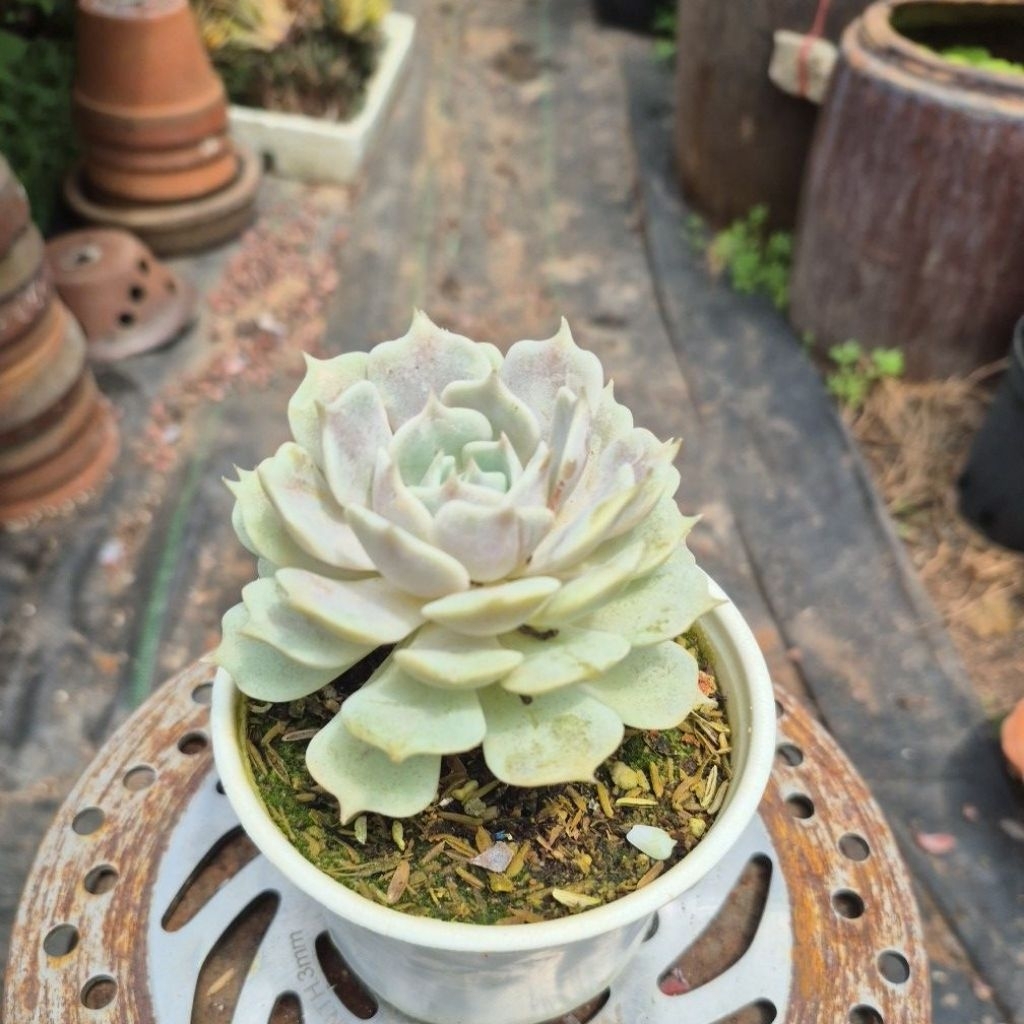 sen đá lôla hồng Đà Lạt