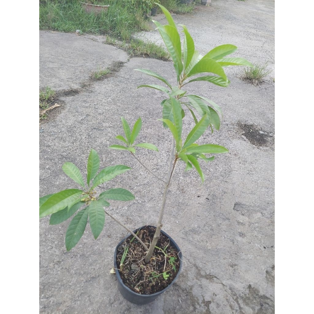 1 CÂY LEKIMA THÁI GỬI MIỀN NAM