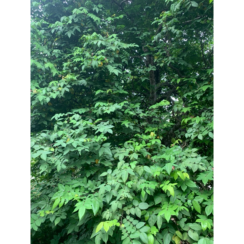 Lá Khế Tươi Mới Hái Trong Ngày - Hái Theo Đơn - Lá Khế Sạch Tự Nhiên - Giao Miền Bắc 🌿